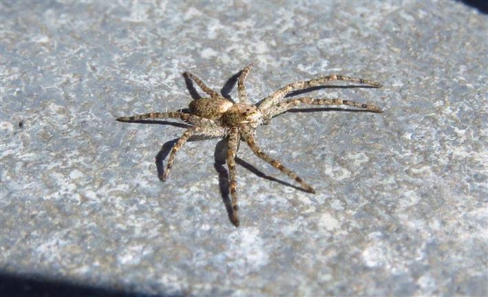 Philodromus cfr. margaritatus  - Costa de Caparica (Portogallo)